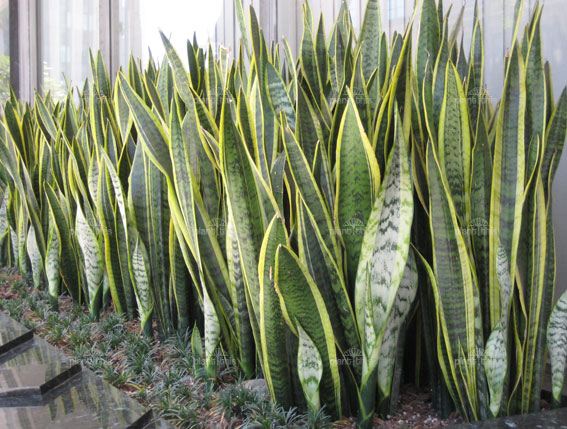 Lidah Mertua (Sansevieria trifasciata)