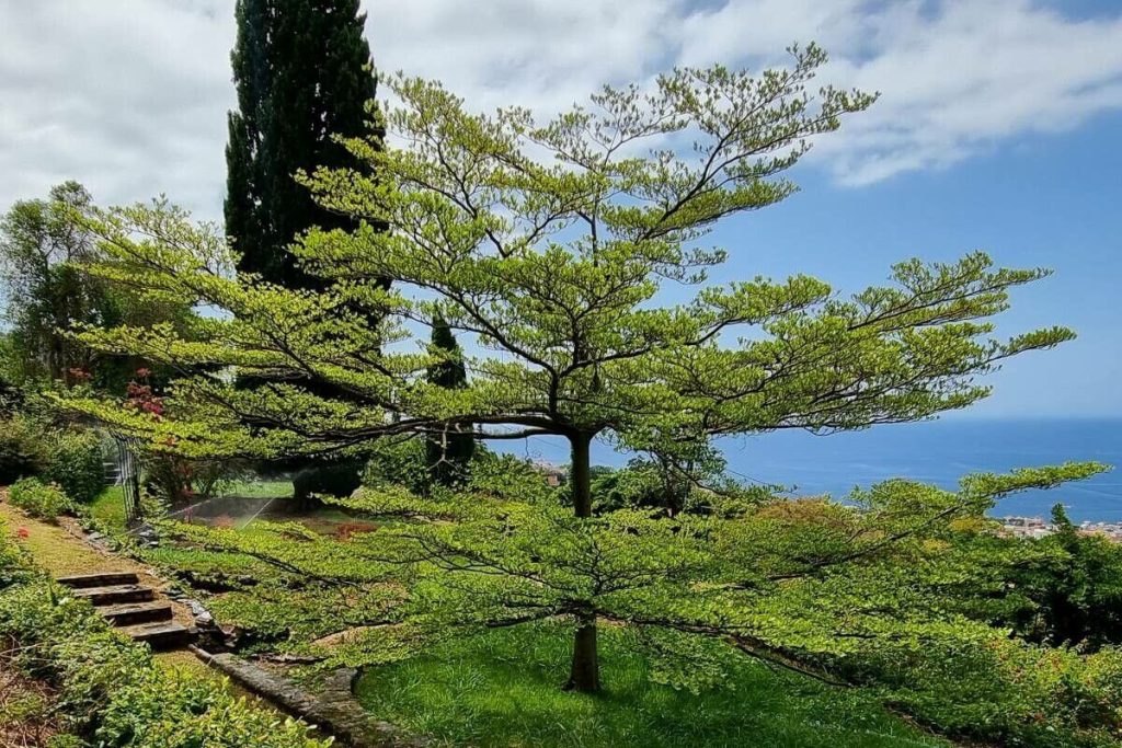 Pohon Ketapang Kencana (Terminalia mantaly)